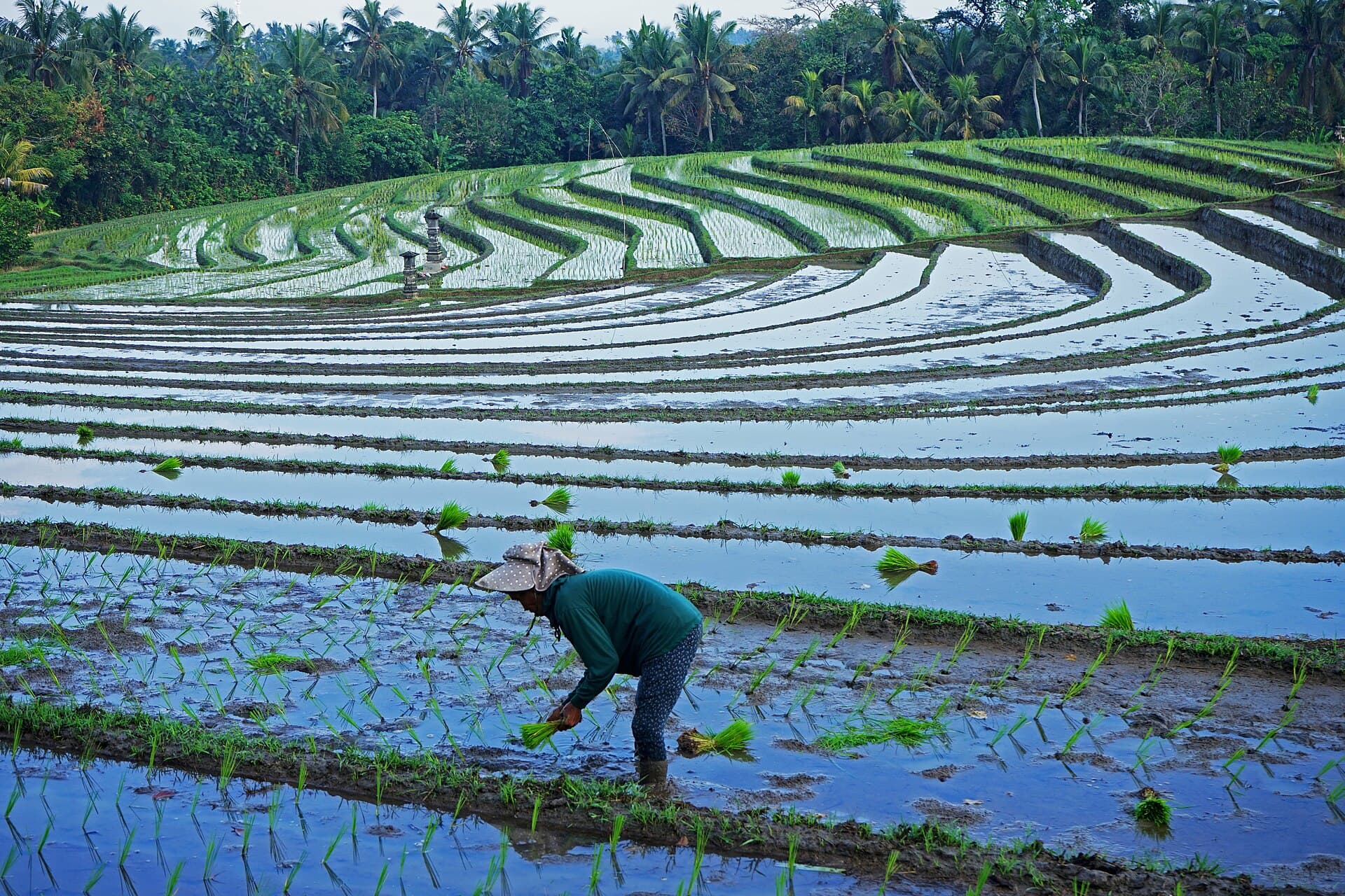 Boer plant rijst in een terras op Bali