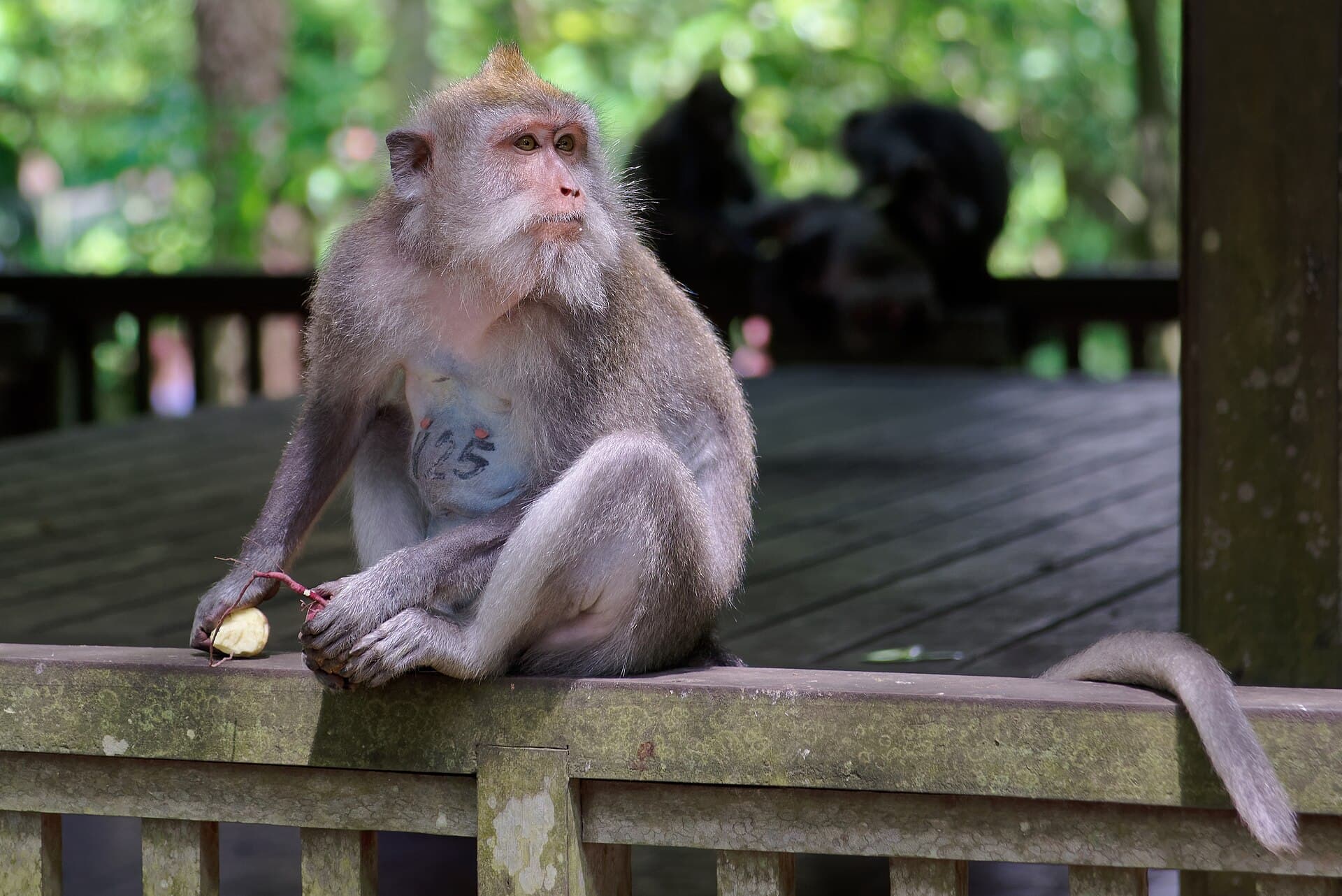Makaak zit op een houten reling in het Monkey Forest van Ubud